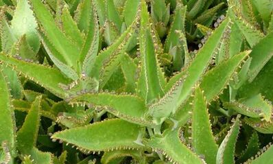 Barizeak tratatzeko kalanchoe tintura